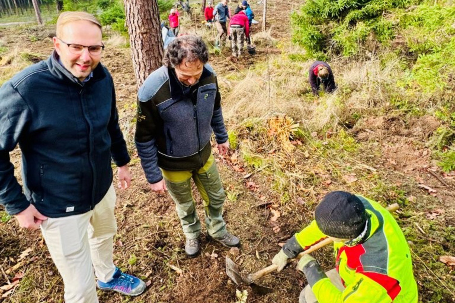 drei Personen knien im Wald und pflanzen kleine Setzlinge.