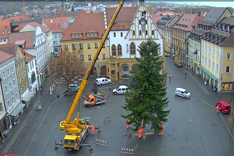 Stadt Amberg sucht Weihnachtsbäume 