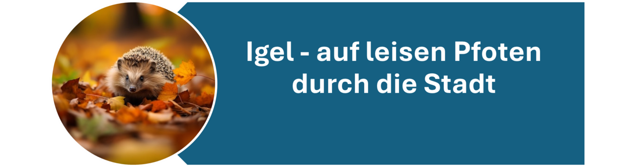 Das Foto zeigt einen Igel.