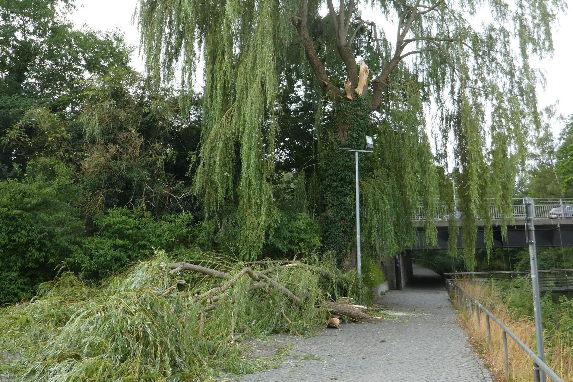 Trauerweide_Stadtbrille_Sturmschaden_Internet.jpg