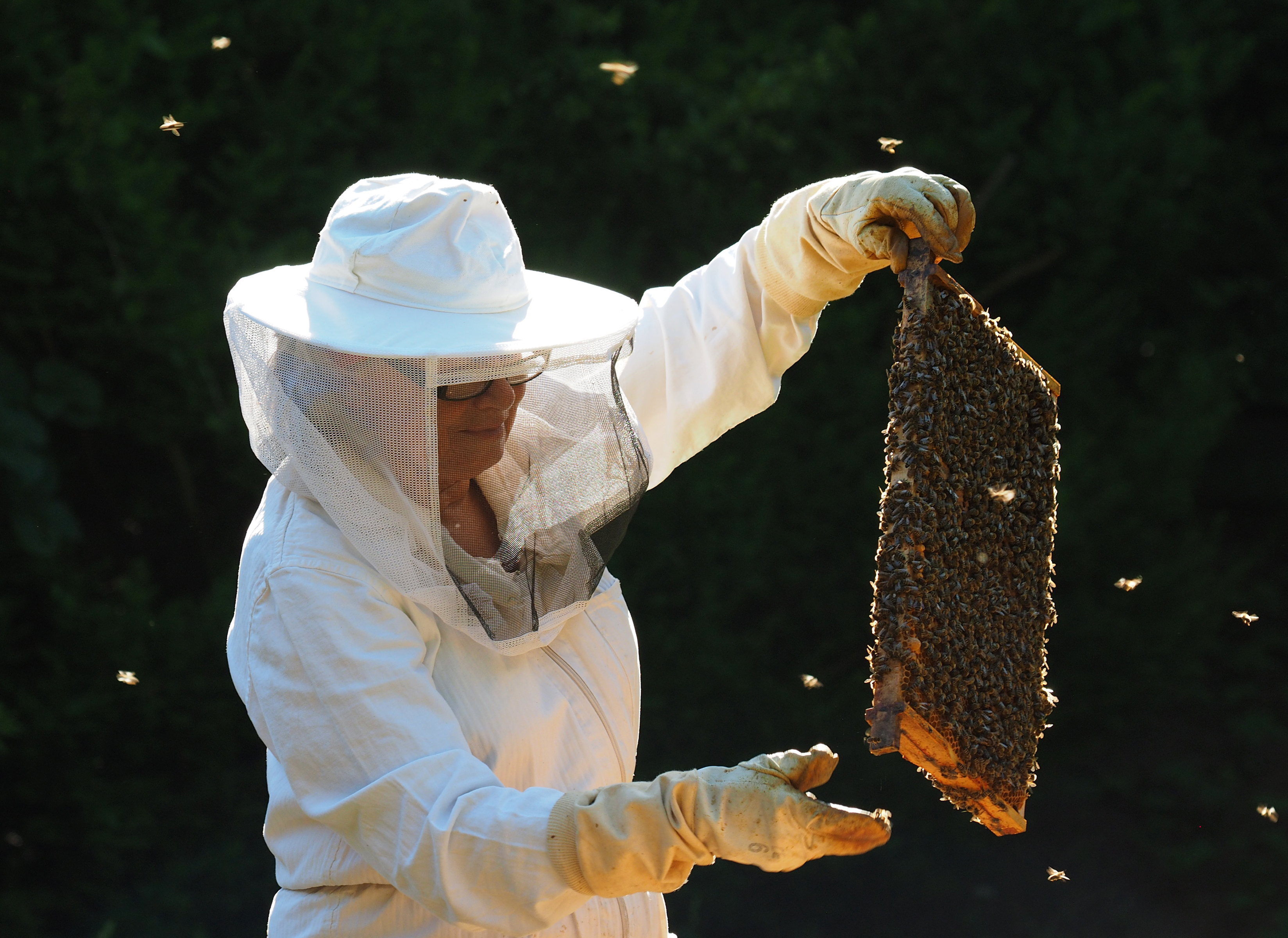 Bienenseminar in der vhs Amberg